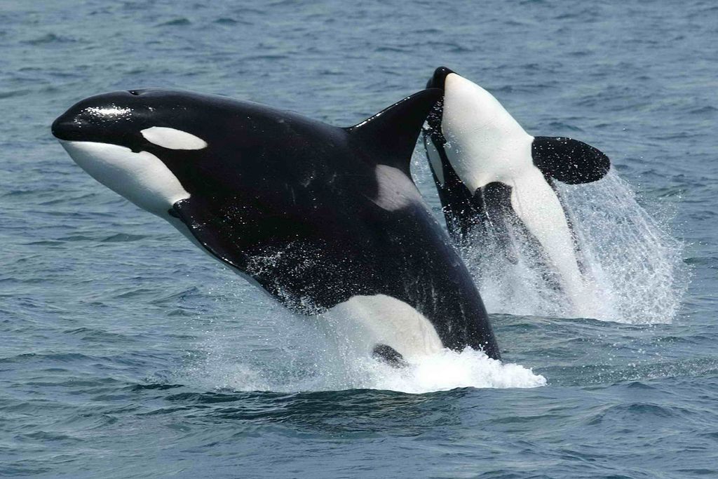 Orcas Breaching