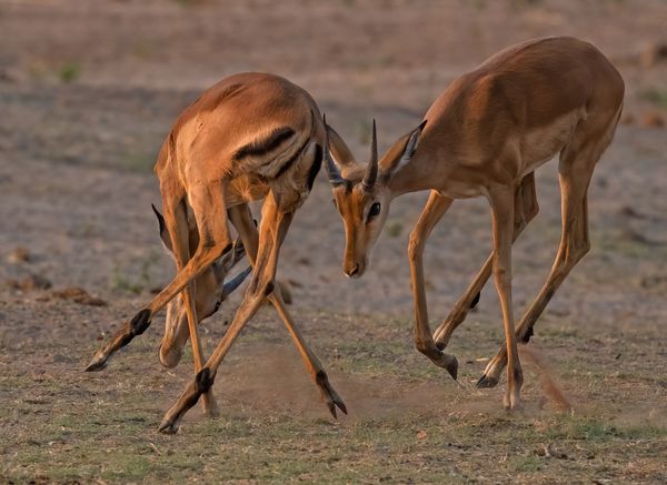 Young Impala bulls Jousting thumbnail