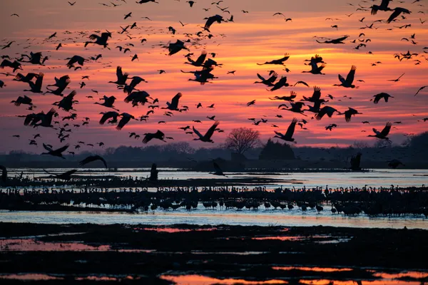 Sandhill Cranes on the Platte River thumbnail