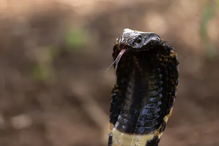 A rinkhals (Hemachatus&nbsp;haemachatus) in Hluhluwe, South Africa, performs a threat display. These snakes tend to live on the edges of human communities.