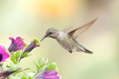 Anna's hummingbirds have brains uniquely adapted for hovering precisely while feeding.