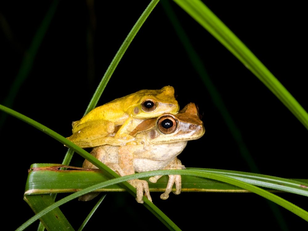 The Color-Changing Marvel of Tree Frogs Looking for Love