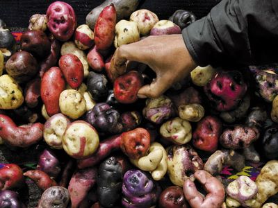 Although the potato is now associated with industrial-scale monoculture, the International Potato Center in Peru has preserved almost 5,000 varieties.