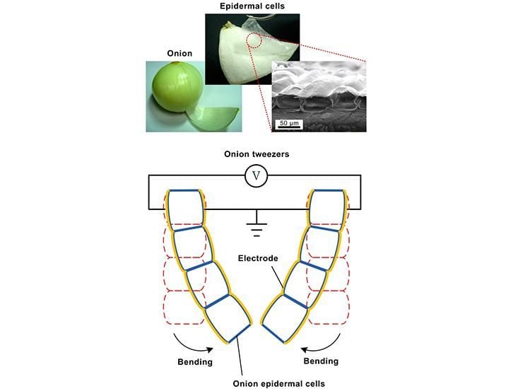 Veggie Power? Artificial Muscles Made From Blinged-Out Onions