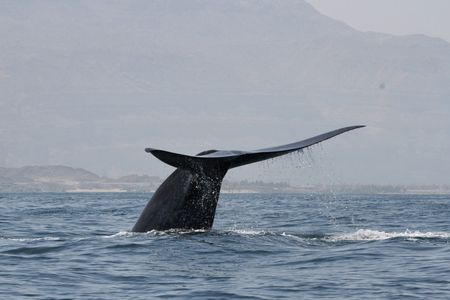 The group’s identification also highlights how much of ocean life—even when it comes to the largest sea creatures—has yet to be discovered.
