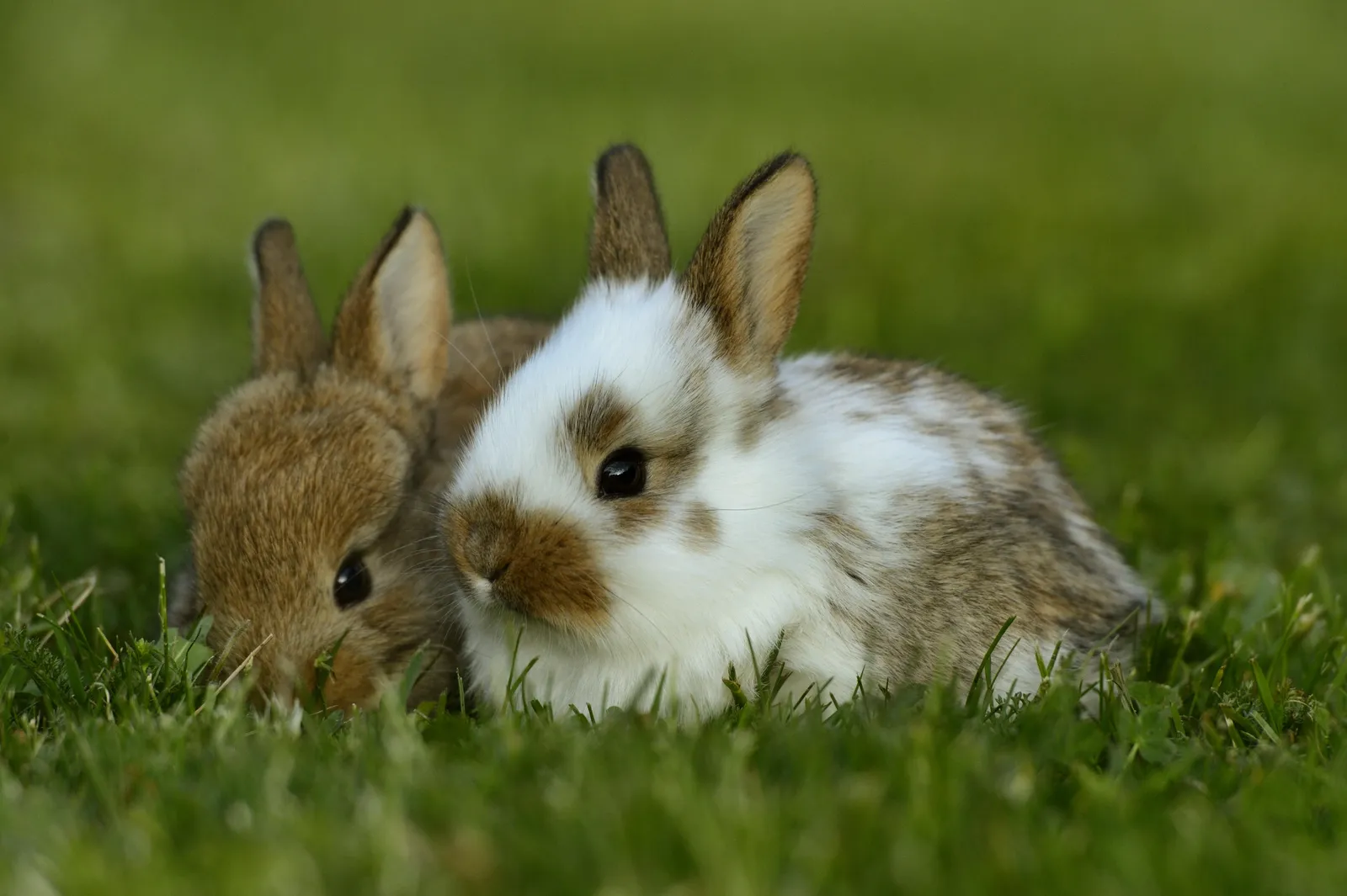 The Odd, Tidy Story of Rabbit Domestication That Is Also Completely False |  Science| Smithsonian Magazine