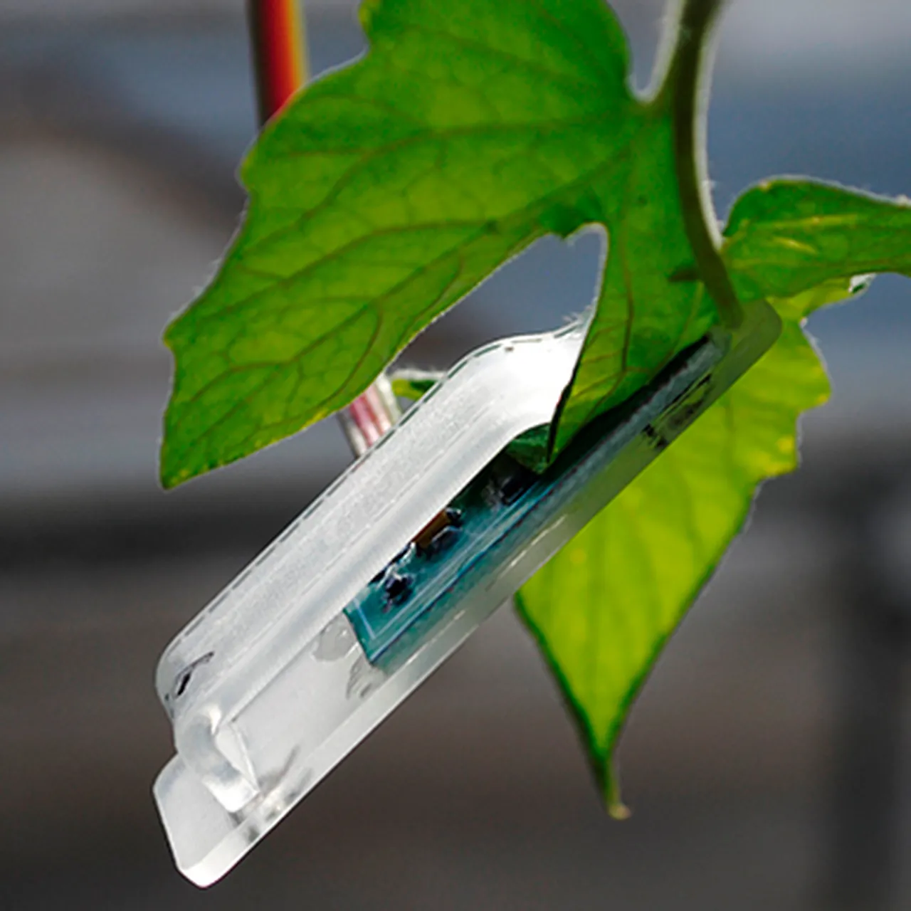 This Snap-On Sensor Could Tell Farmers Exactly How Much To Water Their Crops