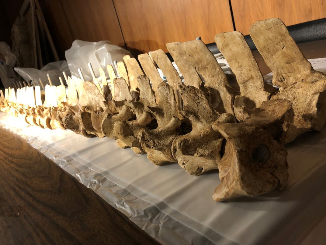 Fossil vertebrae from a mosasaur.