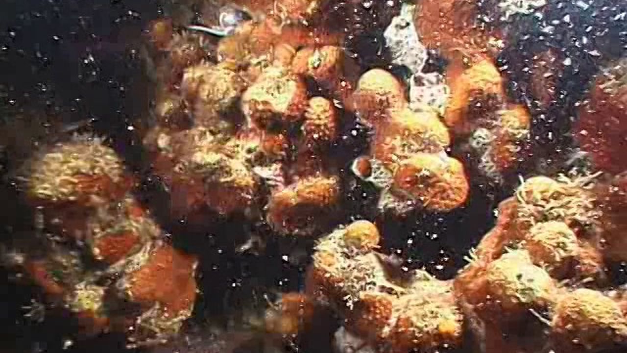 Preview thumbnail for Assessing Coral Populations