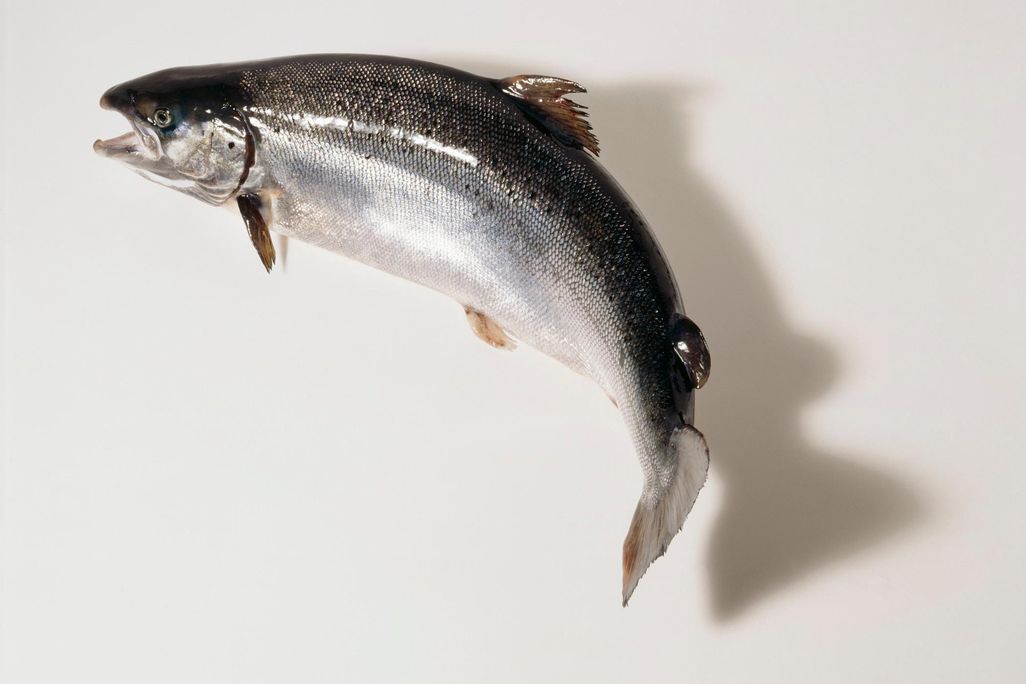 Salmon