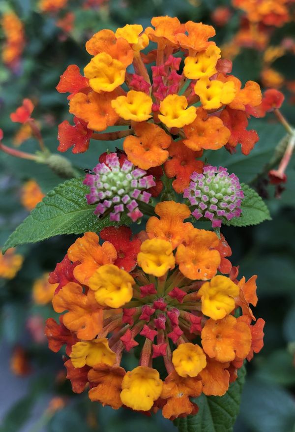 July garden flower In Virginia  thumbnail