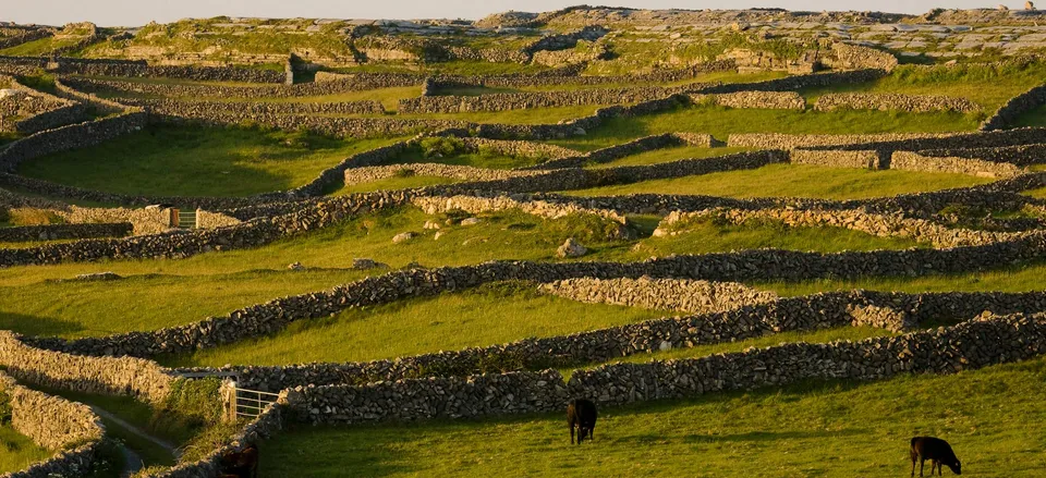  Stone fences on Inishmore at dusk 