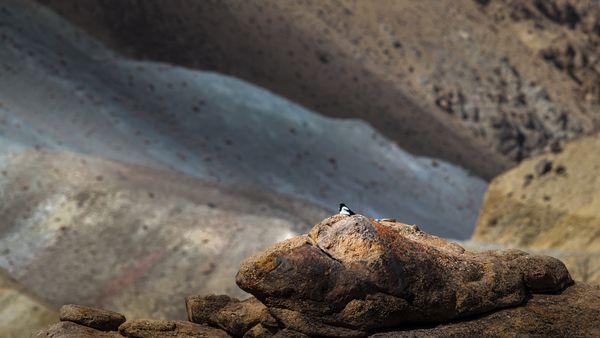 An Eurasian Magpie in the remote wilderness of Ladakh thumbnail