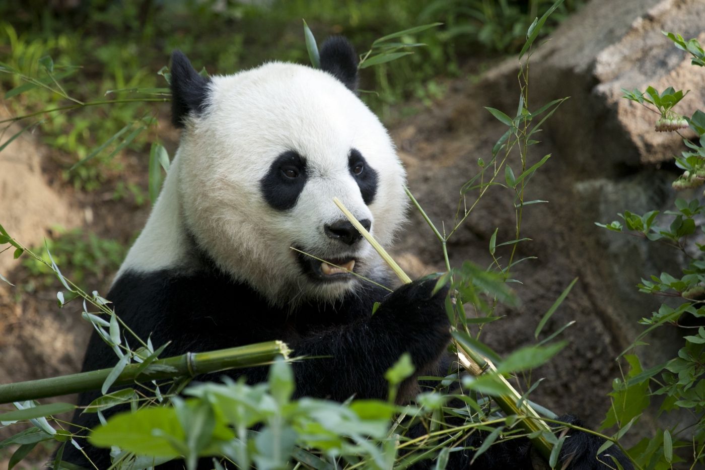 baby giant pandas eating bamboo