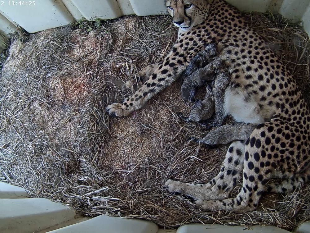 newborn baby cheetahs