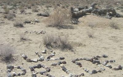 U2 was here—and so were thousands of fans who managed to find the remote Mojave Desert location of the very Joshua tree depicted in the photo series accompanying U2's 1987 album. The tree has died and now lies in brittle bits and pieces.