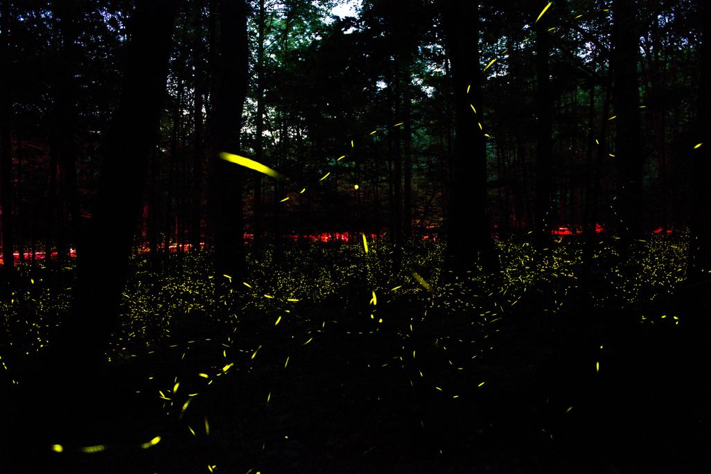 Great Smoky Mountains Fireflies, Synchronized