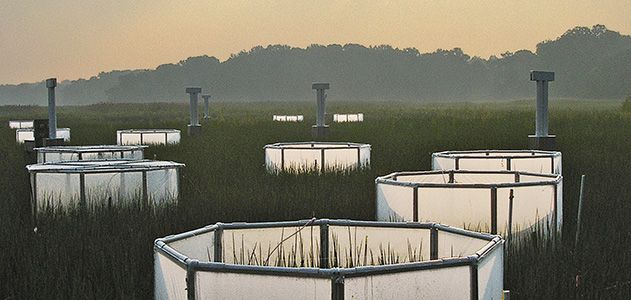 How Will the Wetlands Respond to Climate Change?