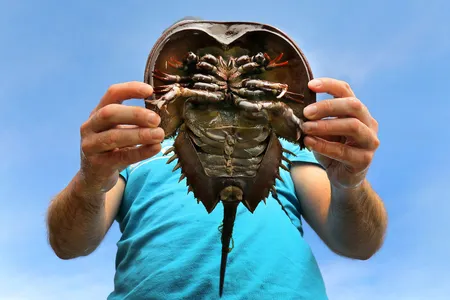 Mass Audubon&#39;s science coordinator Mark Faherty examines a horseshoe crab in Pleasant Bay, where he has conducted research on them for years.