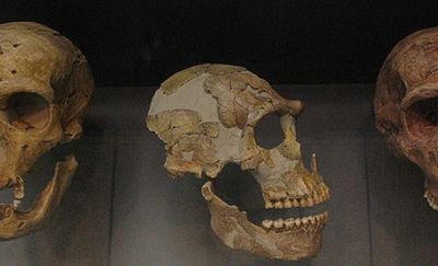 Neanderthal skulls