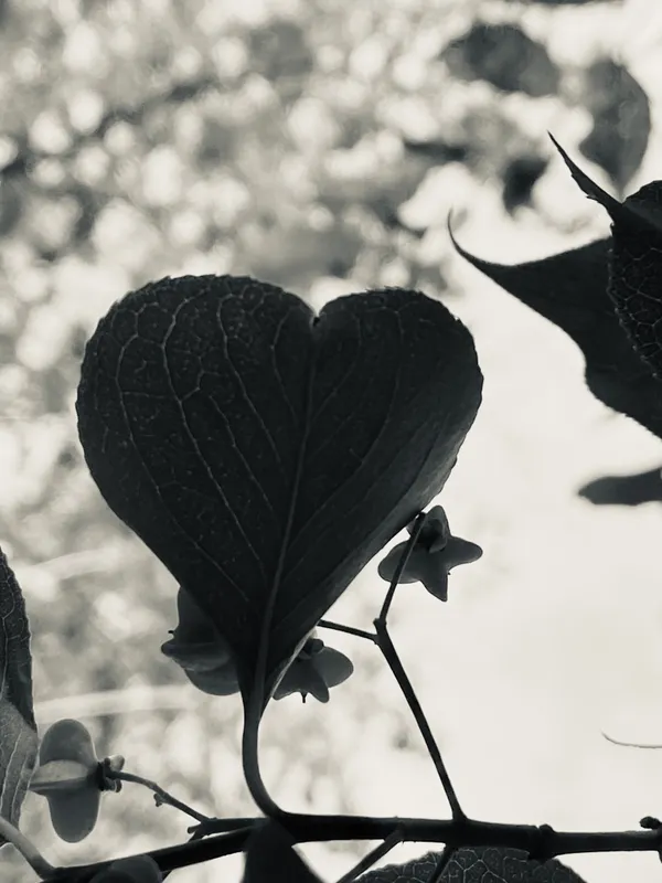 Hearts & Stars in Nature thumbnail