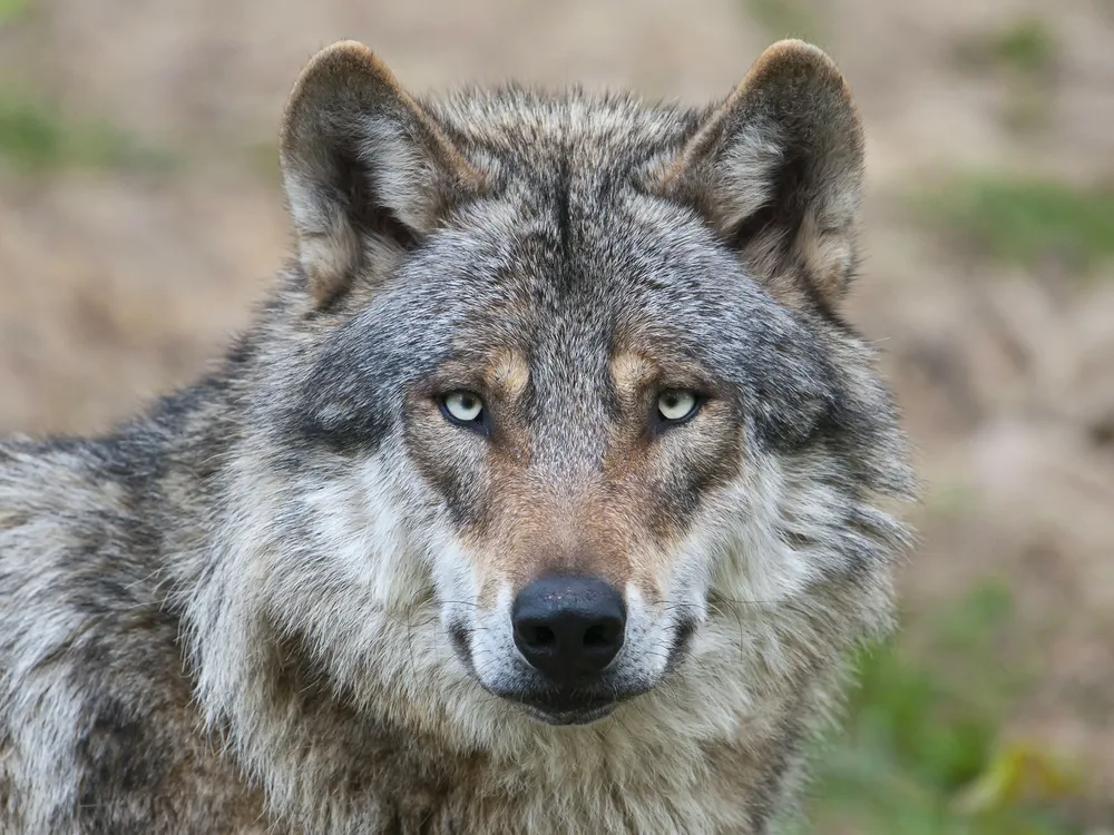 a gray and white wolf looking into the camera
