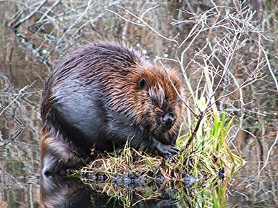 Beavers have long been recognized as the engineers of the forest, constantly reshaping their surroundings.