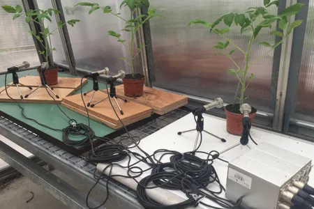 Researchers use microphones to measure the noises emitted by tomato plants.
