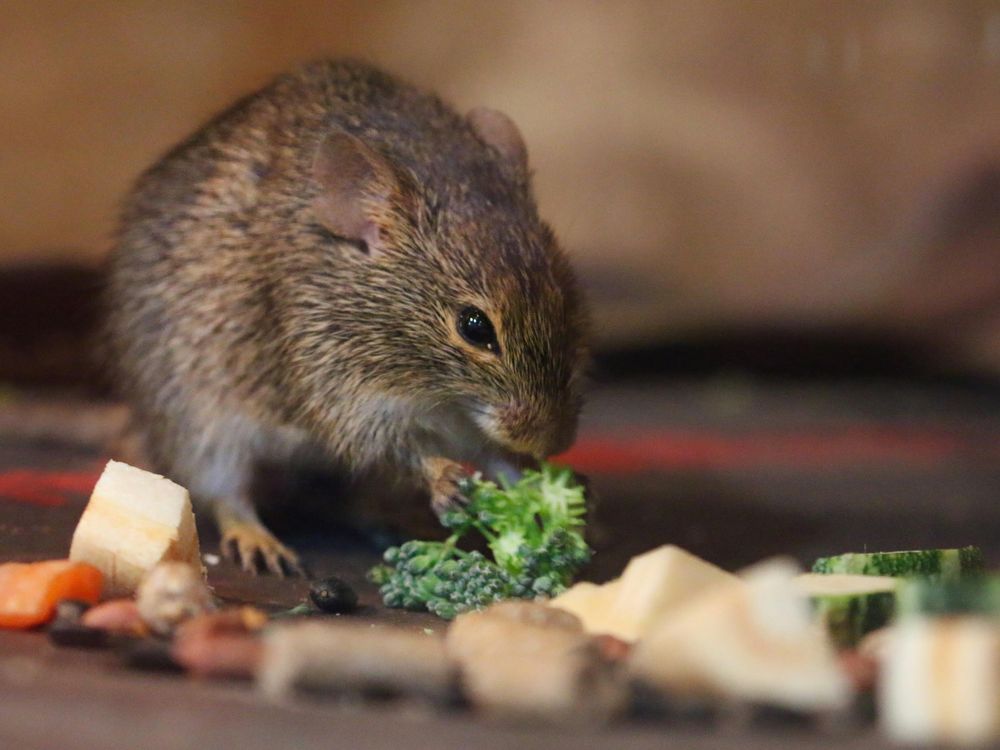 mouse broccoli