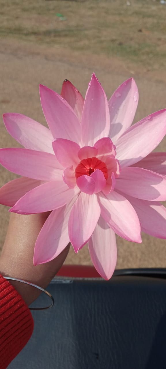 Pink lotous thumbnail