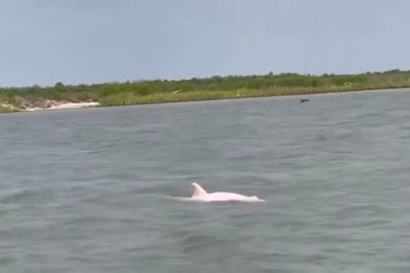 A pink dolphin spotted in Louisiana.
