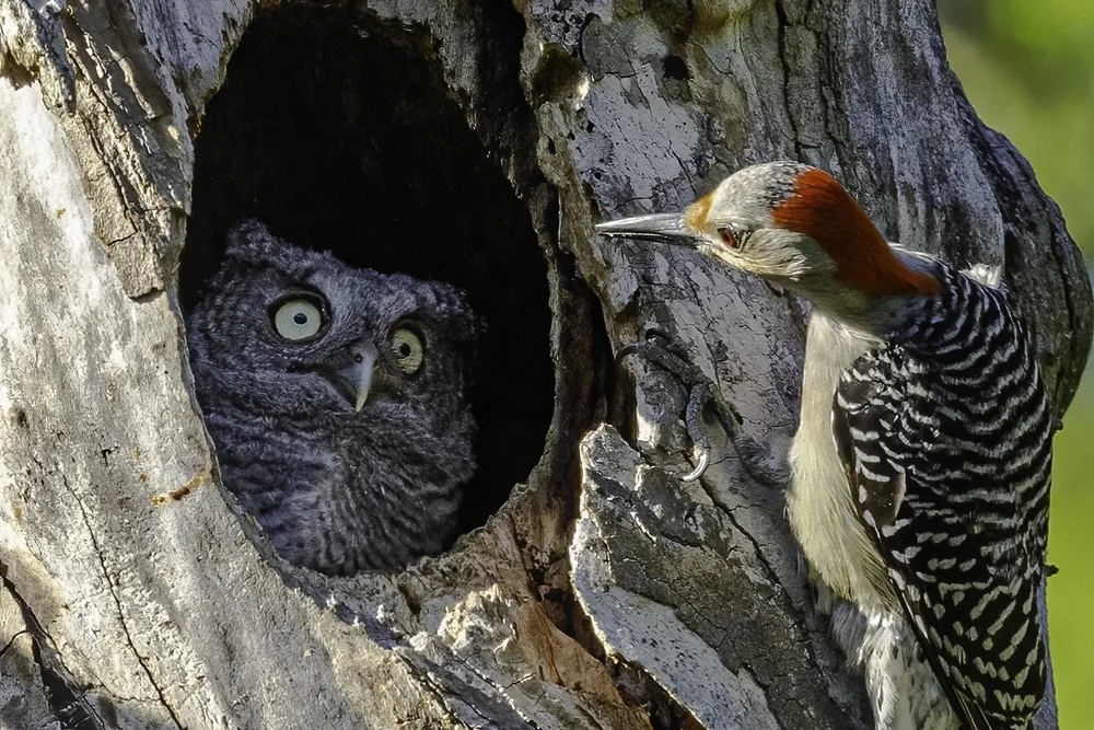 an owl with wide eyes looks out of a tree at a woodpecker