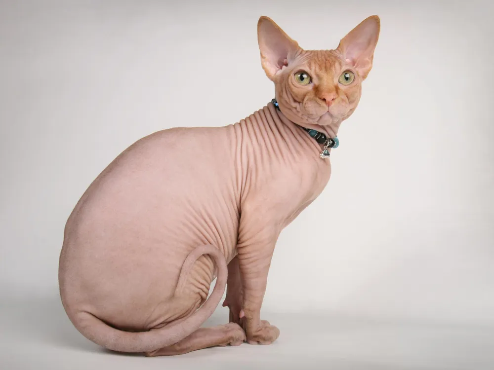 hairless animal s