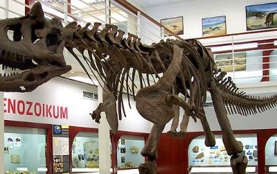 The skeleton of Carnotaurus at the Chlupáč Museum in Prague