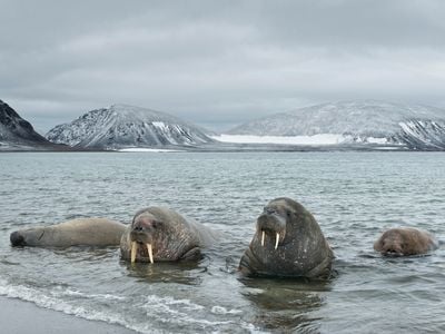 Walruses in Svalbard