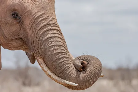 Innovators may want to create soft robots that more accurately replicate the dynamics of an elephant&rsquo;s trunk.