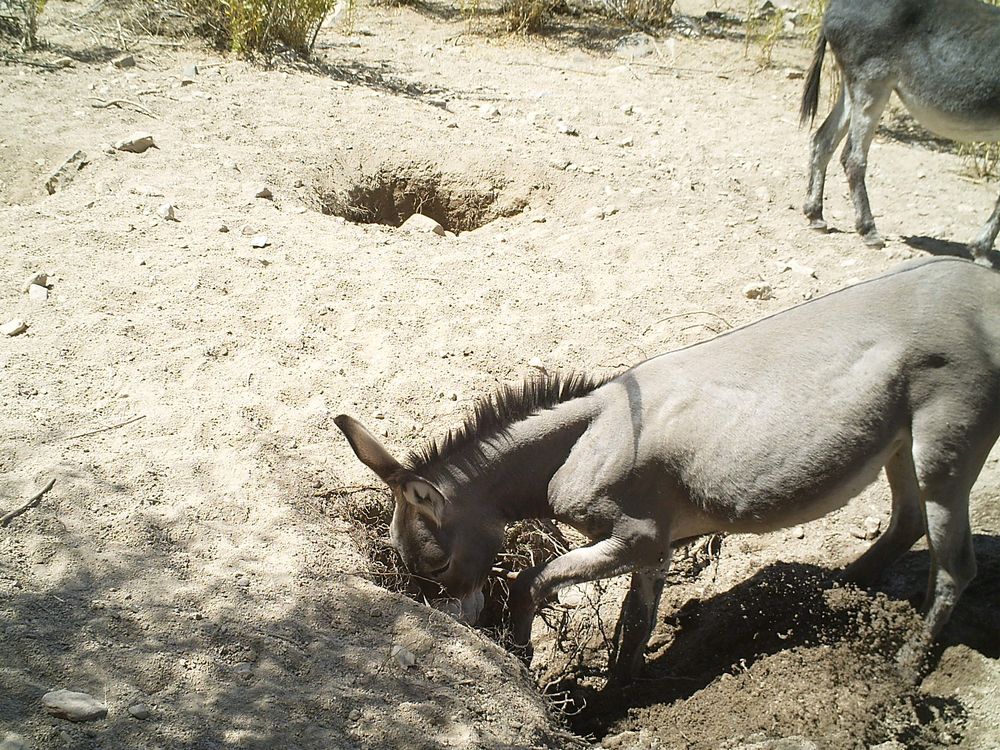 donkey digging a well 