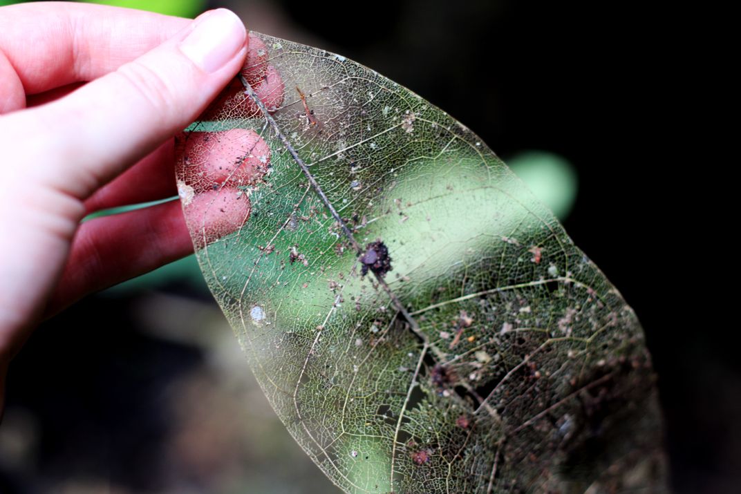 Leaf skeleton