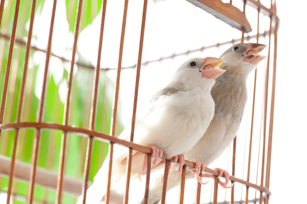sparrow