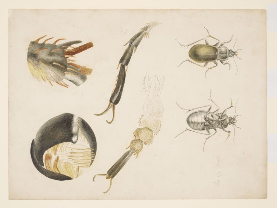 Specimen drawings