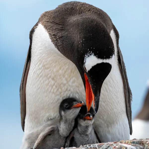 Taking care of babies thumbnail
