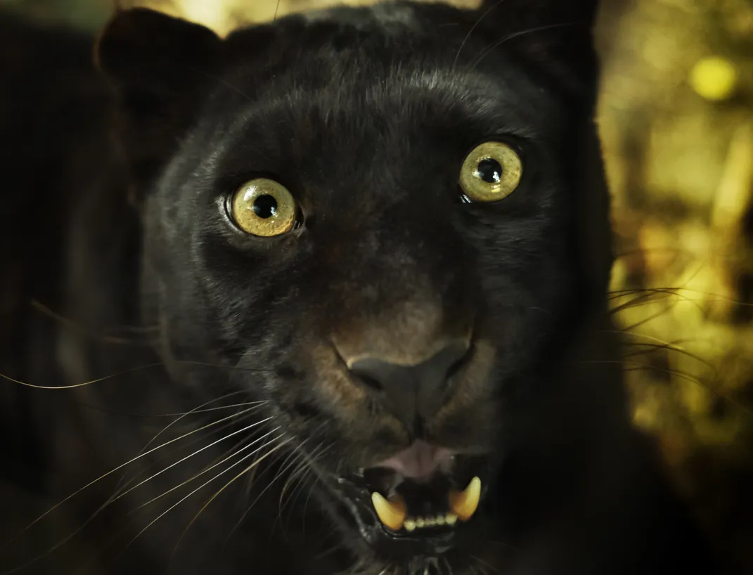 Black Leopard  Discover Animals