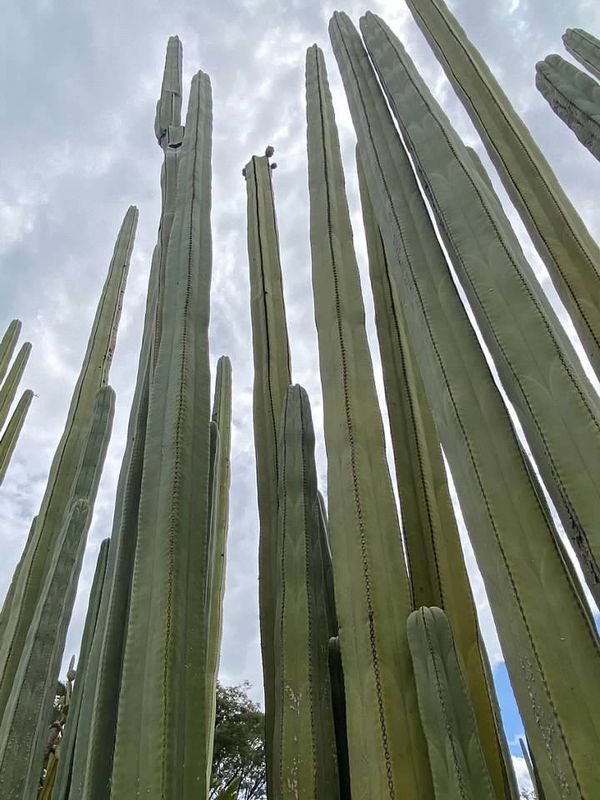 Oaxacan Skyscrapers thumbnail