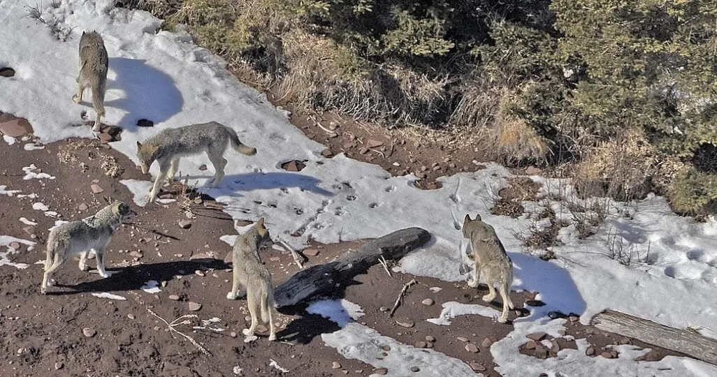 An overhead view of multiple wolves standing on the ground which is partially covered in snow