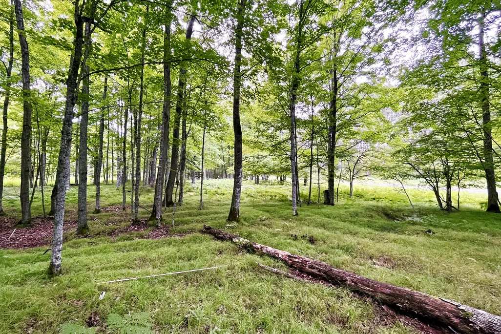 Green forest with subtle mounds visible under the grass