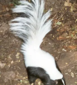 hooded skunk