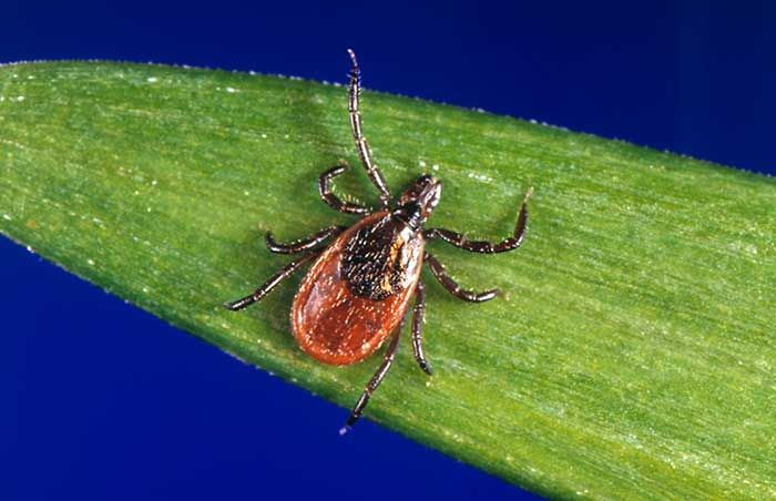 A deer tick on a blade of grass