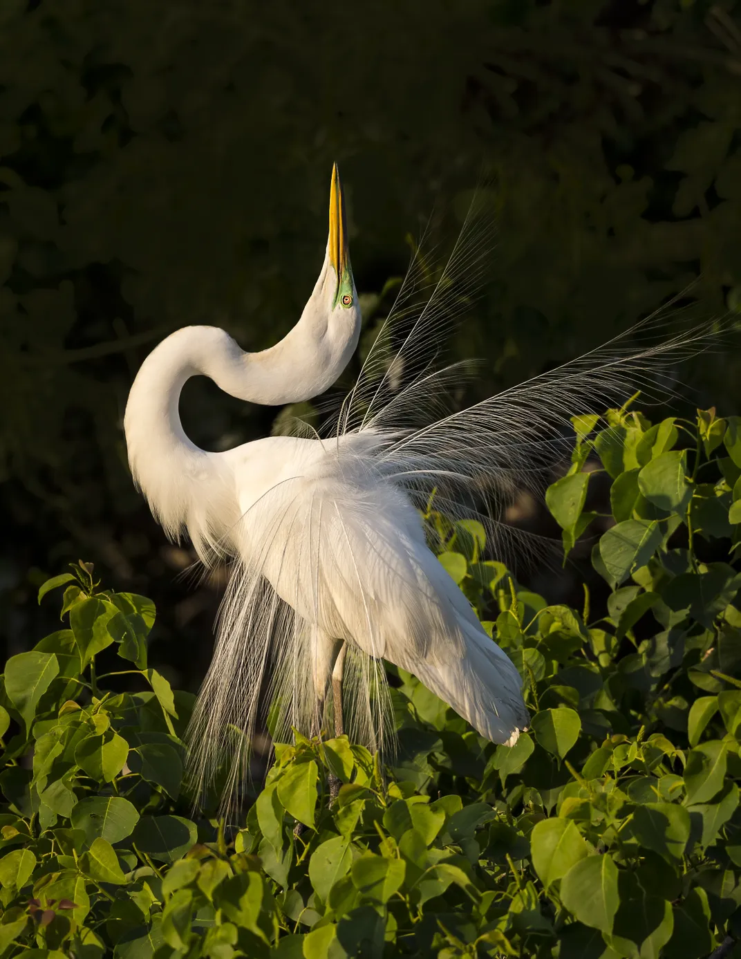 A great egret stretches its neck and displays its breeding plumage while standing on top of a tree thick with green leaves in the afternoon sun at Smith Oaks Rookery in High Island.