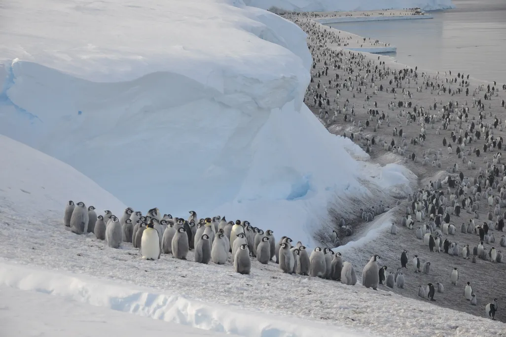 Colony of emperor penguins on ice