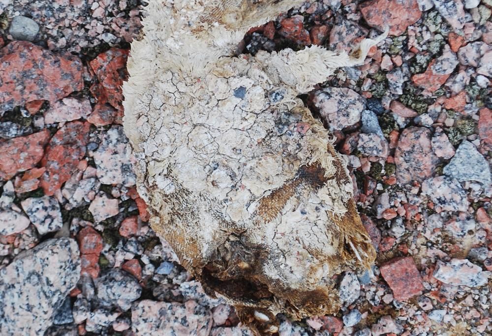This Adélie penguin chick lived 800 years ago and was preserved in the ice. Its light brown feathers and skin are still intact, and it lays on top of a layer of speckled gray, red, and black rocks.